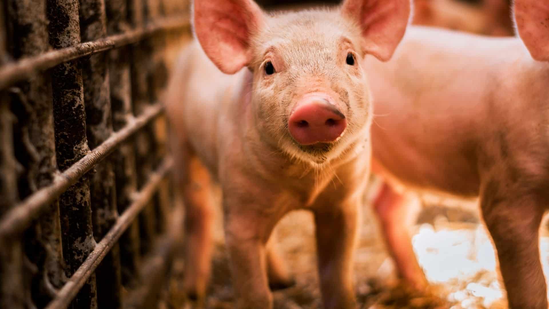 Das Schwein ist ein schlauer Allesfresser mit kräftigem Magen