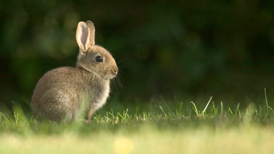 Der Hase ist eine angenehme Yogaposition. 