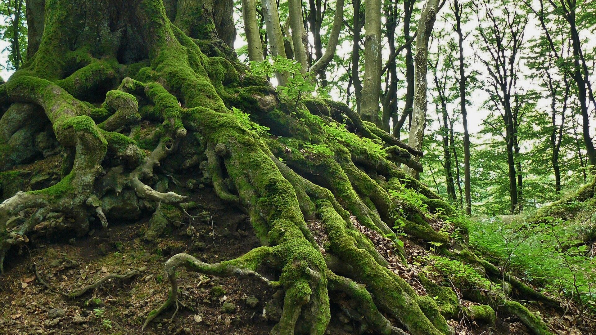 Wurzel