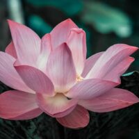 Link zum Blogbeitrag "Link zum Blogbeitrag "Weg der Selbsterkenntnis im Jnana Yoga"