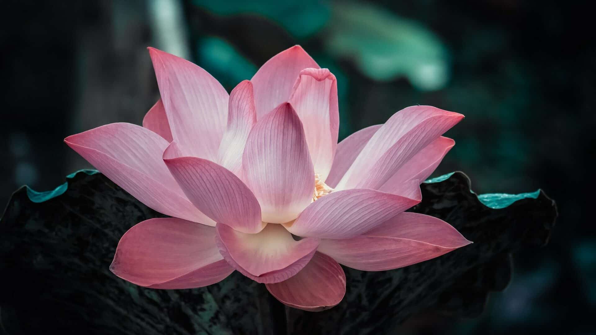 Link zum Blogbeitrag "Link zum Blogbeitrag "Weg der Selbsterkenntnis im Jnana Yoga"