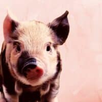 Innerer Schweinehund überwinden
