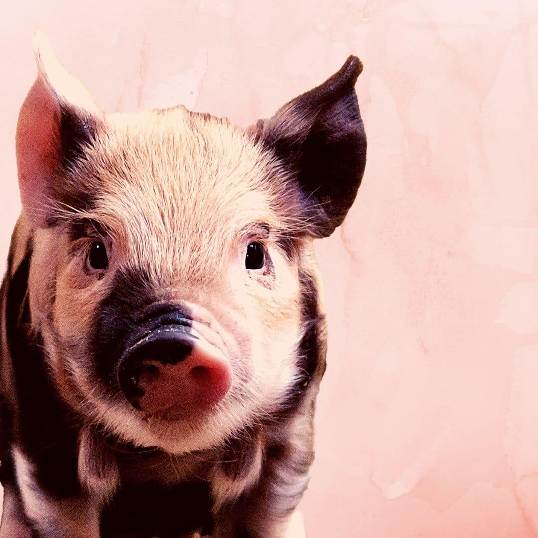 Innerer Schweinehund überwinden