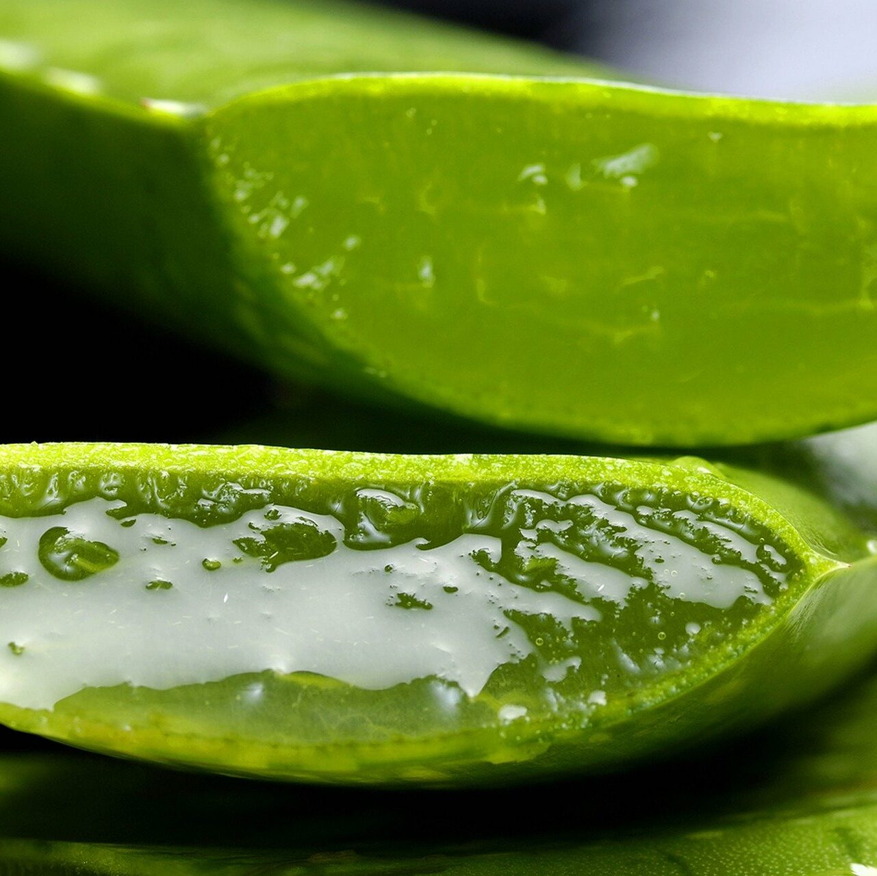 Aloe Vera Pflanze mit Gel