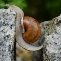 Eine Schnecke überwindet ein Hindernis