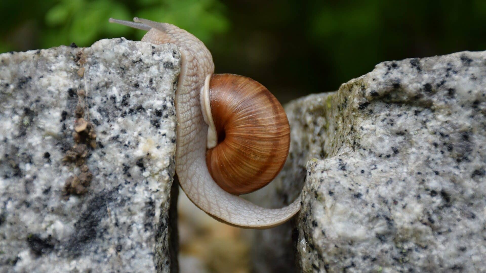 Eine Schnecke überwindet ein Hindernis