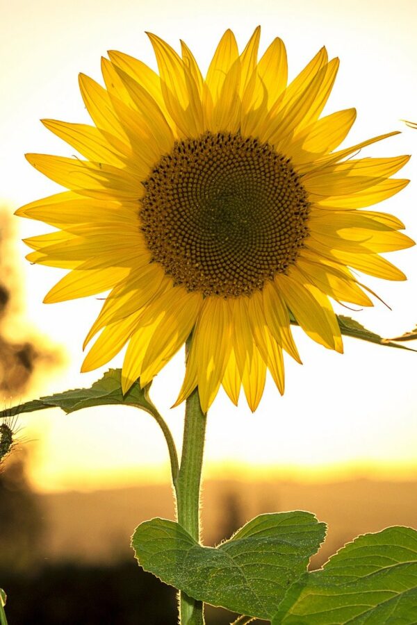 Sonnenblume Poträt