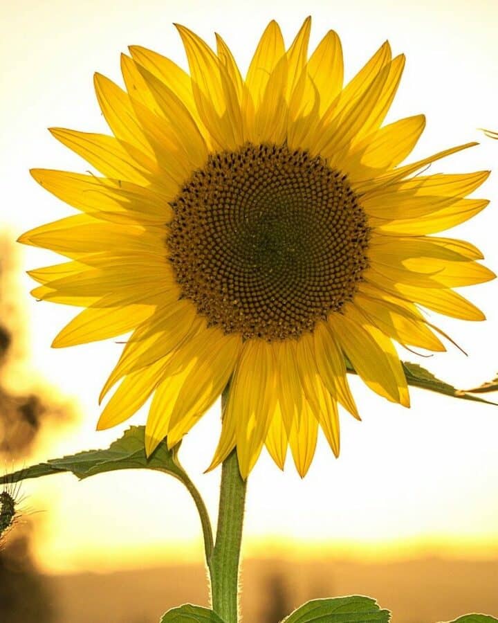 Sonnenblume Poträt