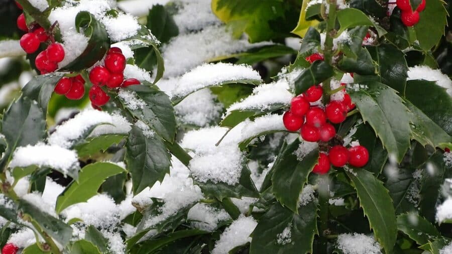 Die Stechpalme im Winter