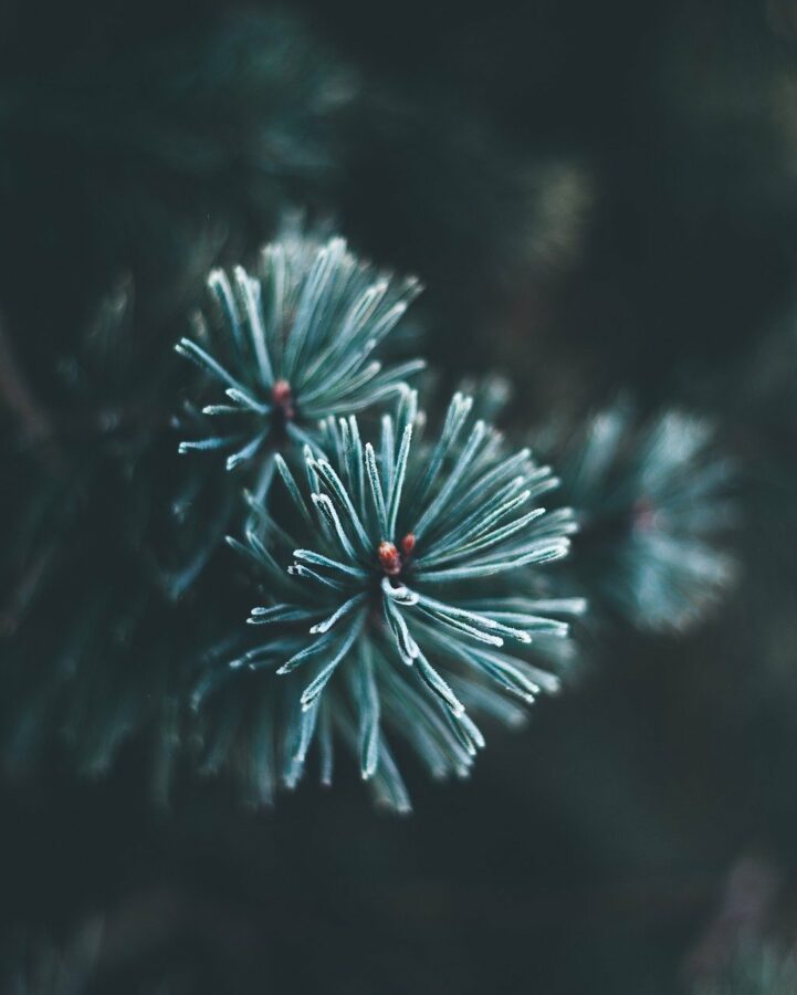 Immergrün - Farbe des Julfest
