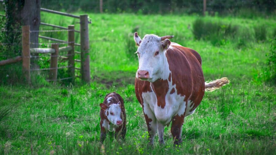 Veganismus - Mutter und Kind