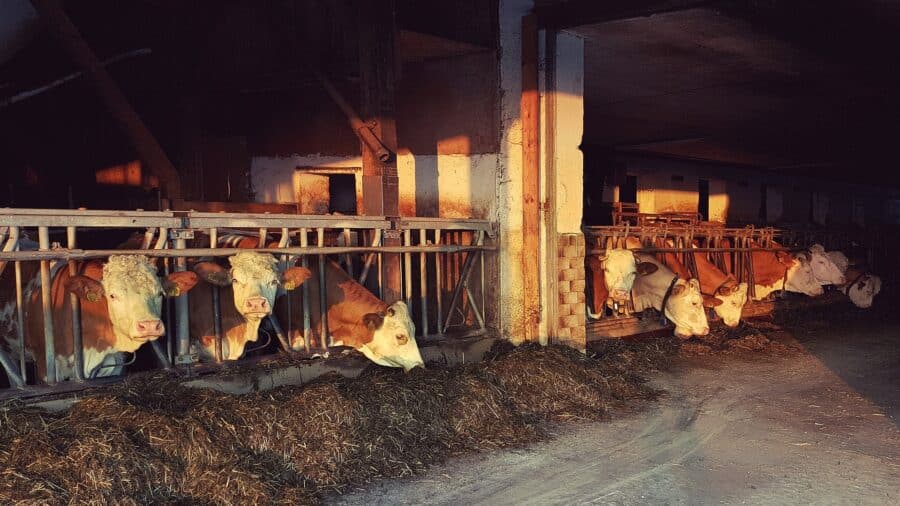 Veganismus - Kuhstall