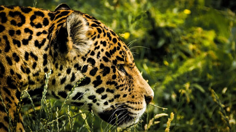 Himmelsrichtung Westen - Der Jaguar als das Tier des Westens