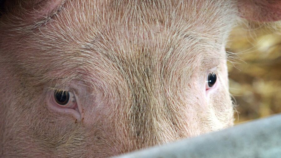 Veganismus - Ein Blick sagt mehr aus tausend Worte 2