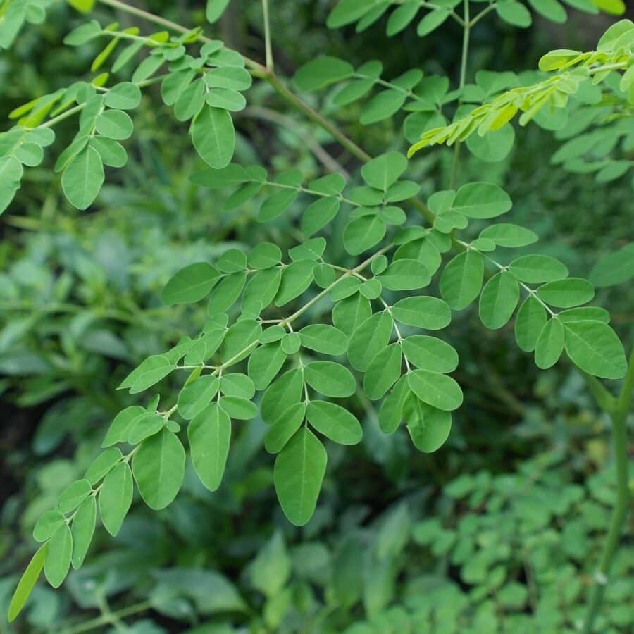 Moringa - Wunderbaum