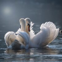 Wahre Liebe - Tierwelt