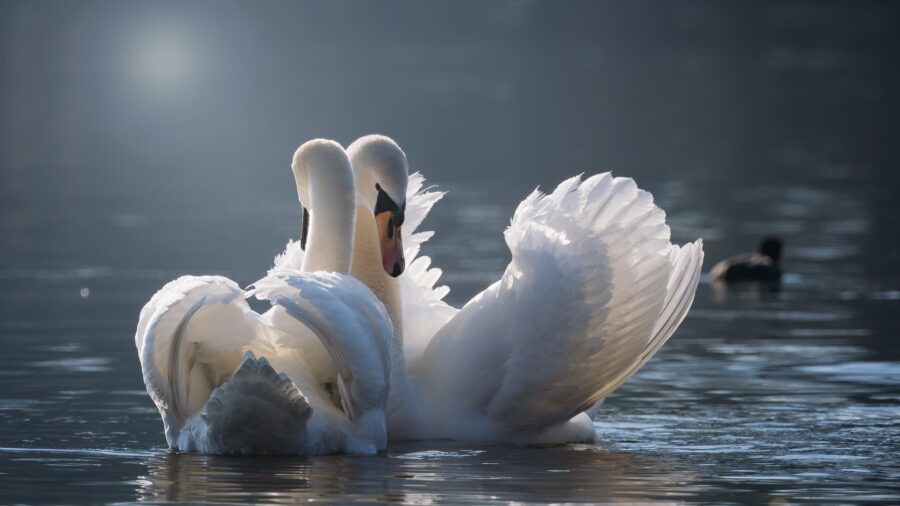 Wahre Liebe - Tierwelt
