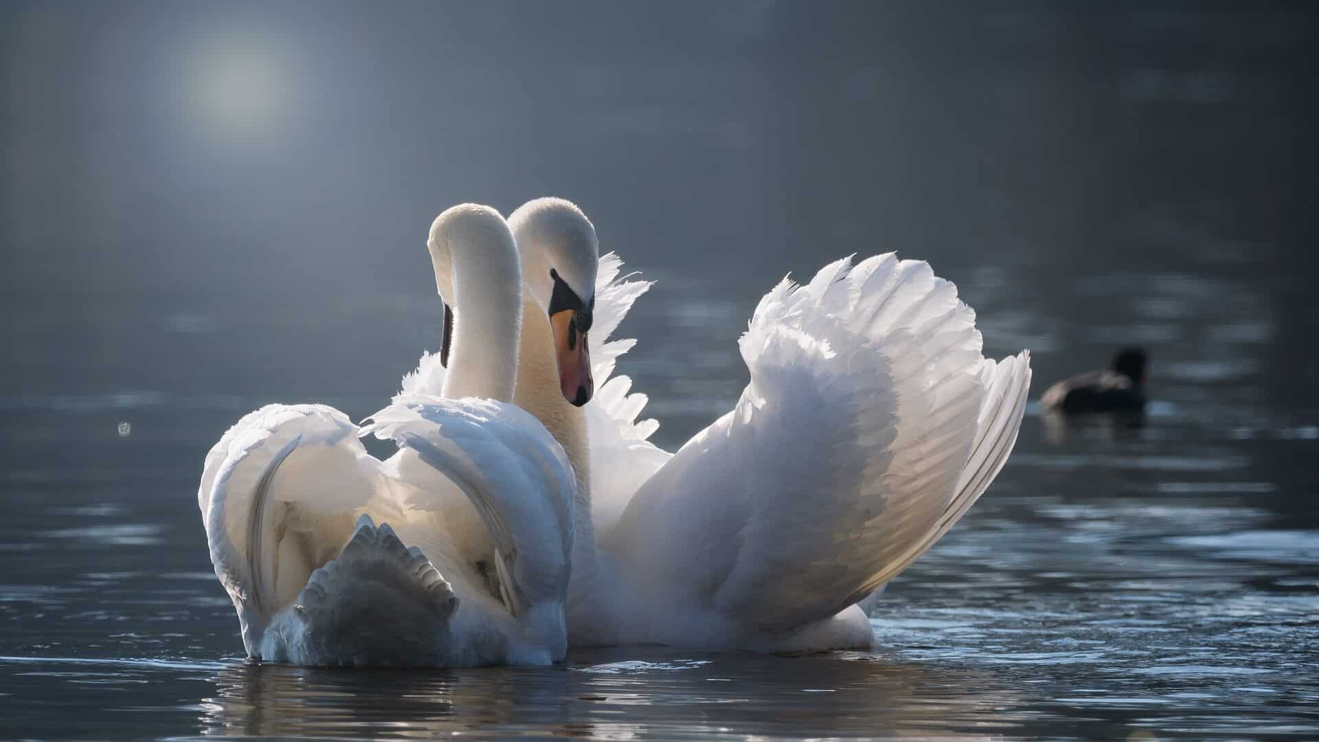 Wahre Liebe - Tierwelt
