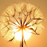 Vater Sonne - Bindeglied zwischen Schamanismus und Yoga
