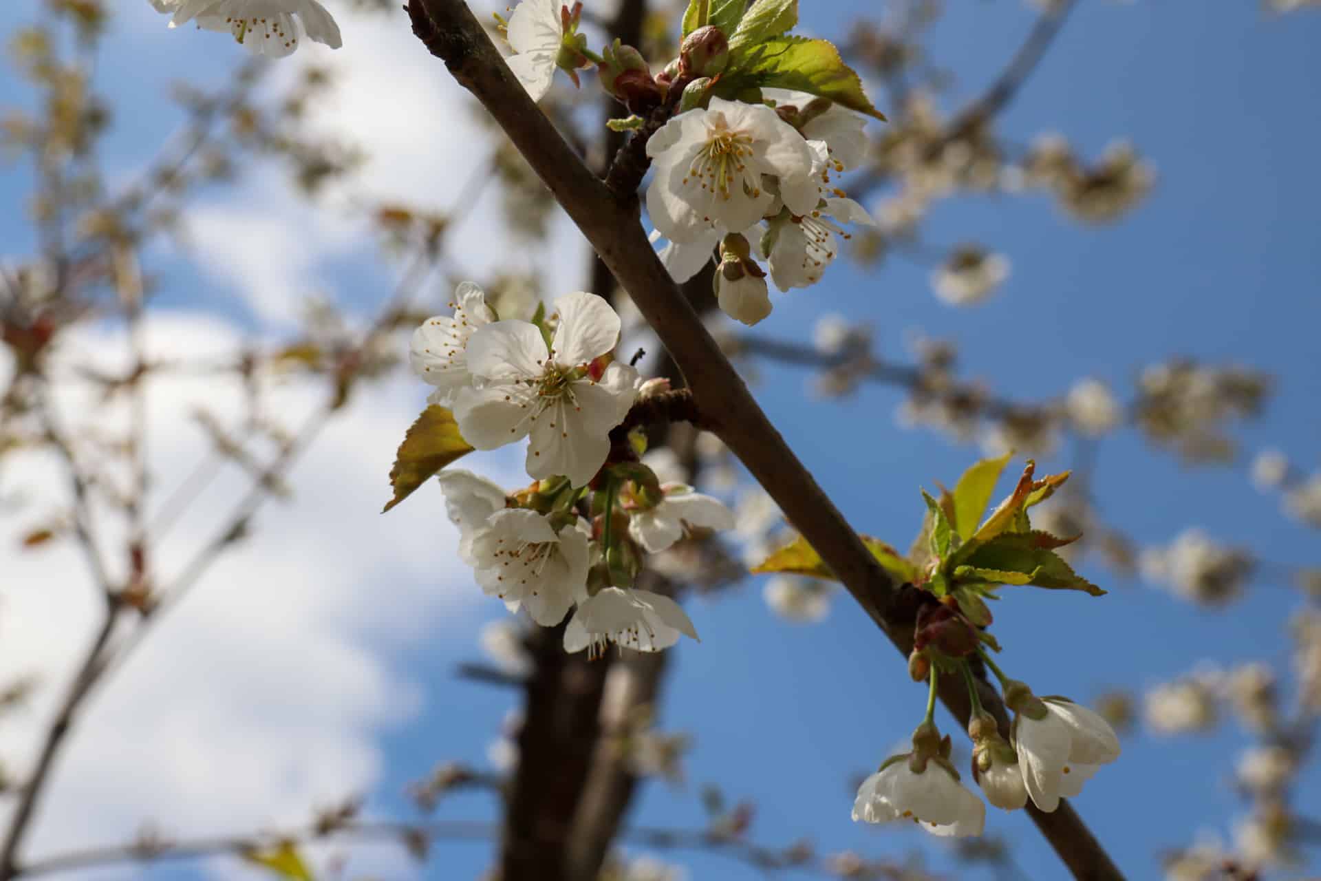 Blühende Apfelbäume im Frühling (Silvaticum Bad Meinberg)