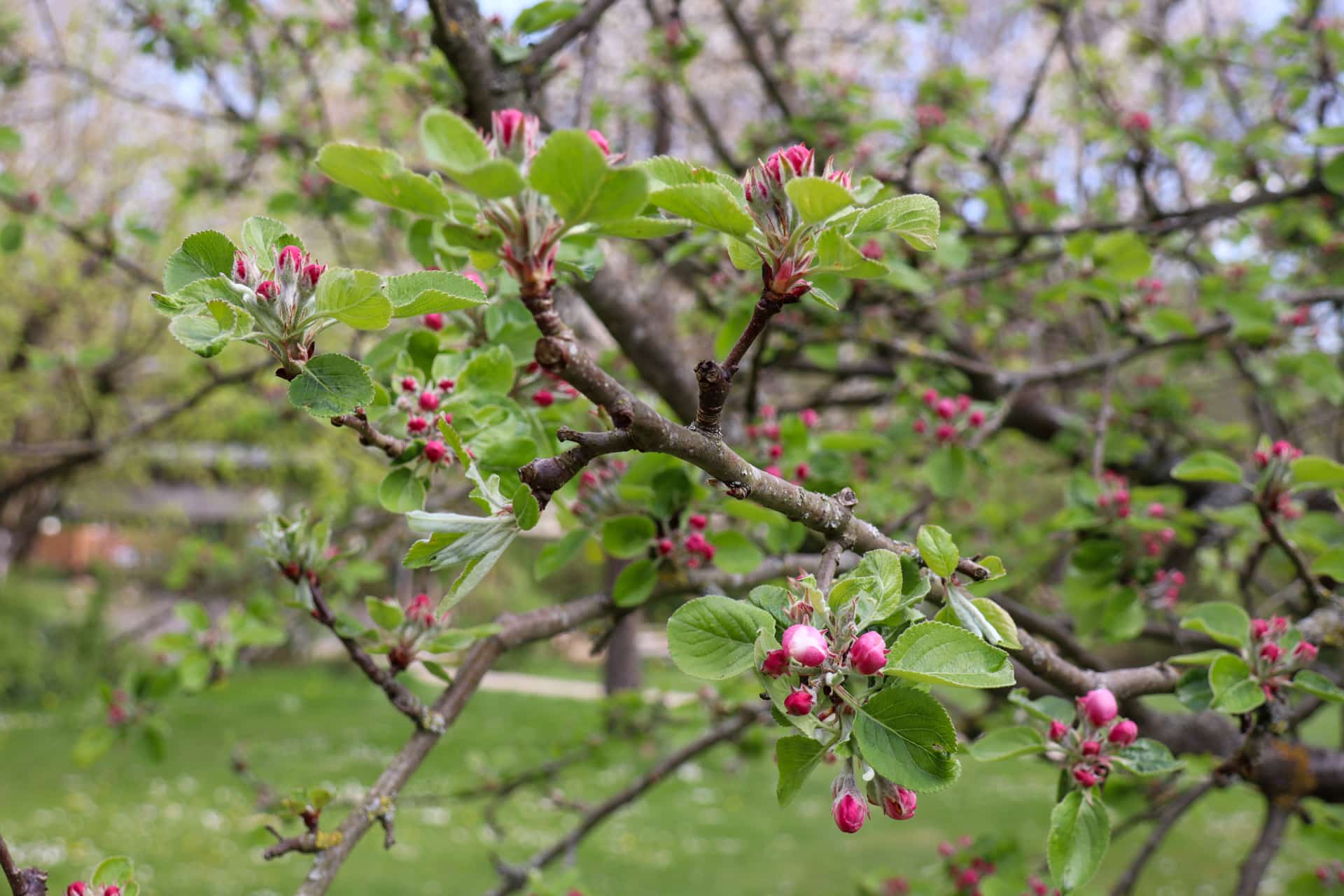 Knospendes Leben