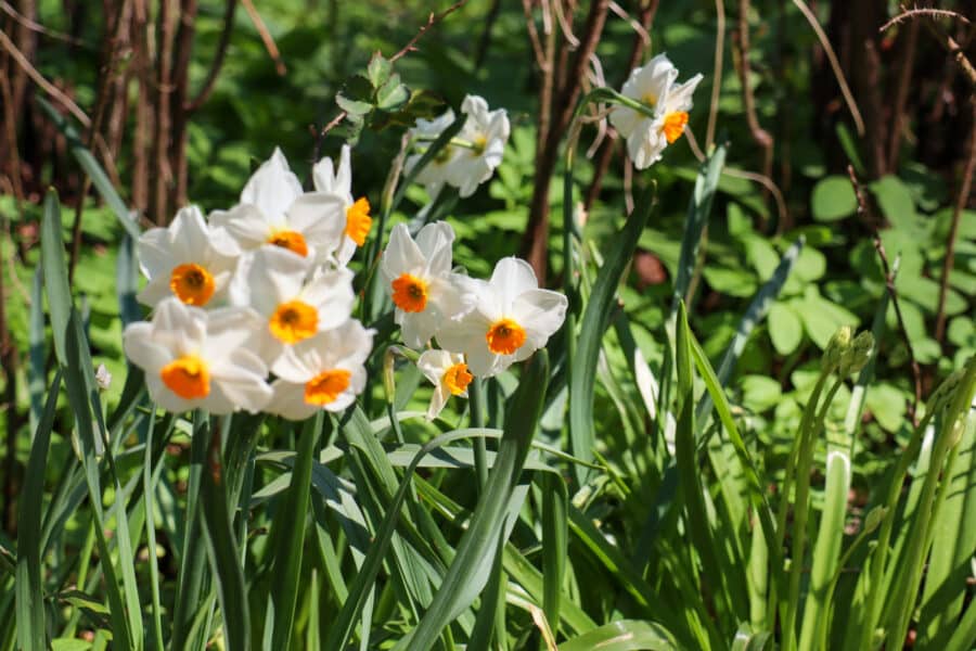 Frühling in Bad Meinberg - Narzissen in Blüte