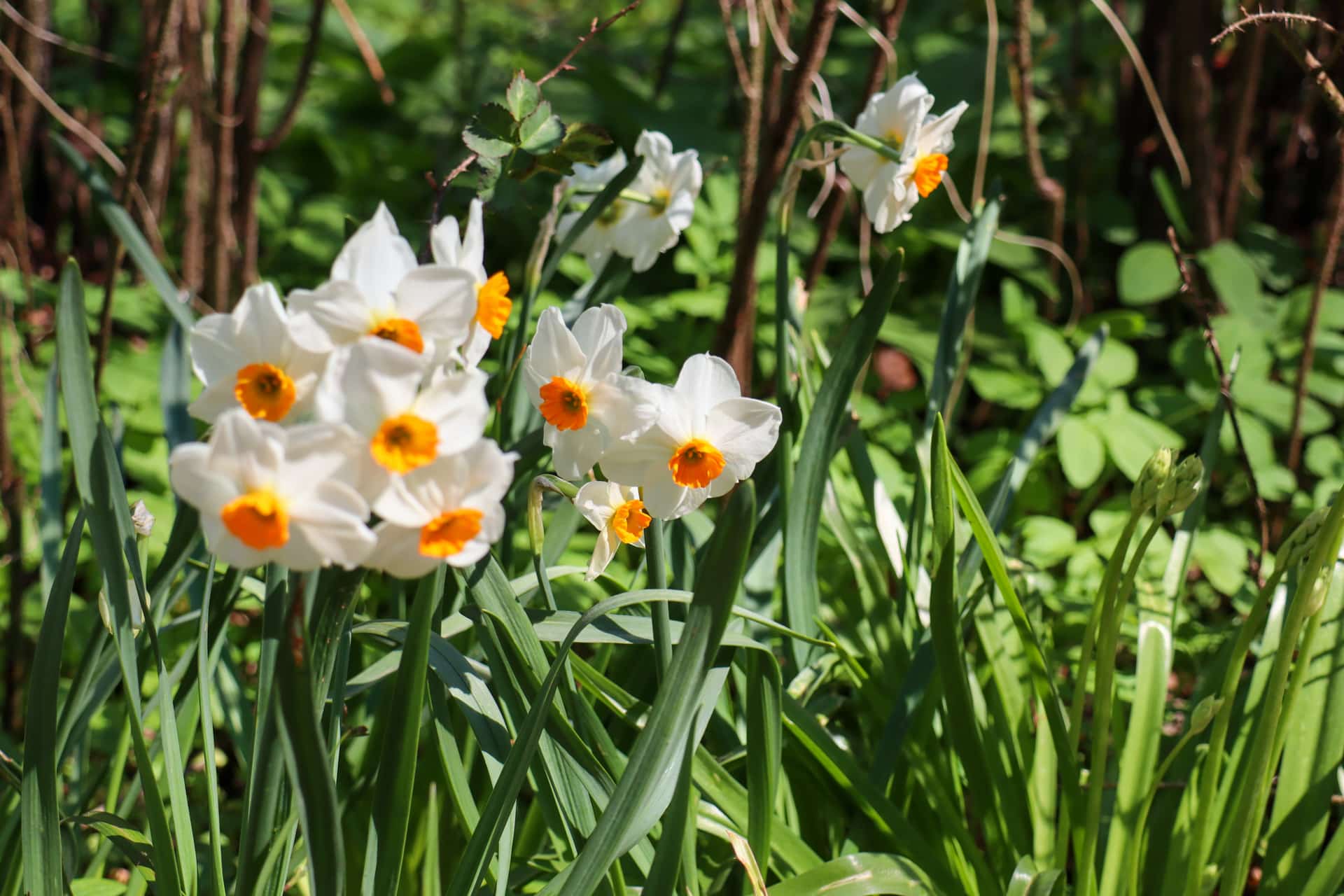 Frühling in Bad Meinberg - Narzissen in Blüte