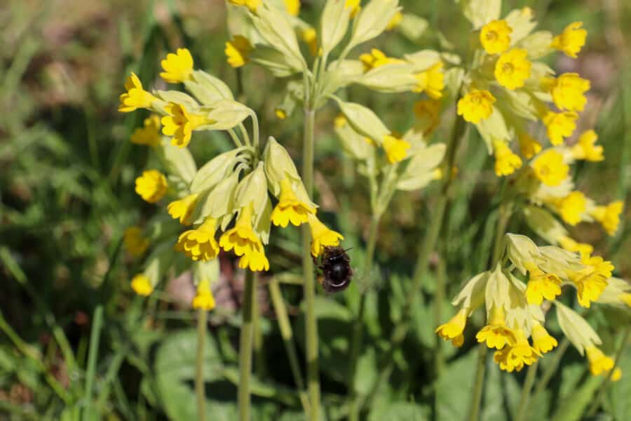 Frühling in Bad Meinberg - Fleißige Hummel