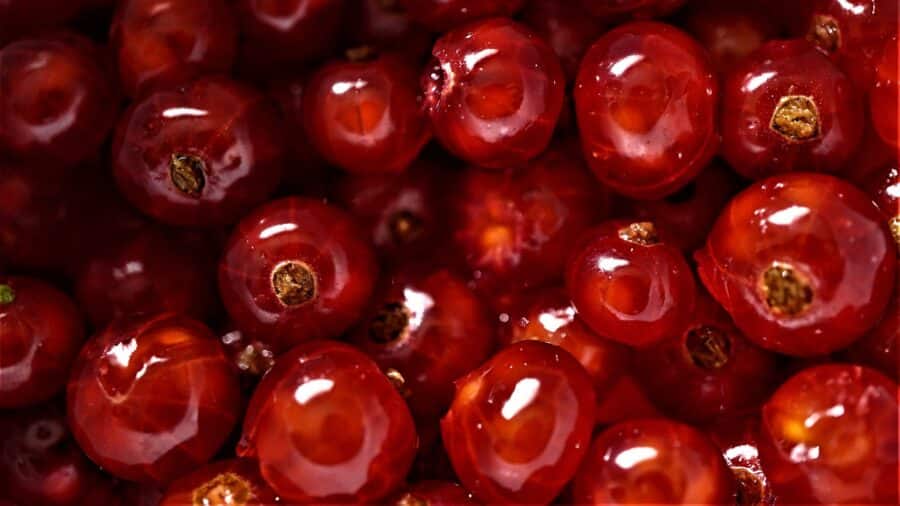 Die 5 Säulen des Hatha Yoga - Ernährung