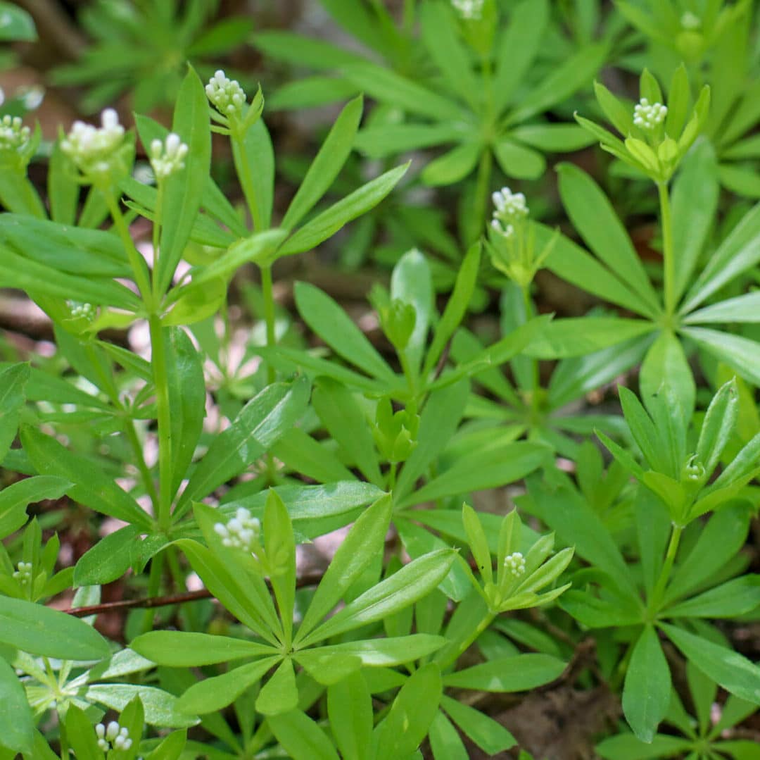 Blühender Waldmeister eignet sich nicht für die alkoholfreie Maibowle