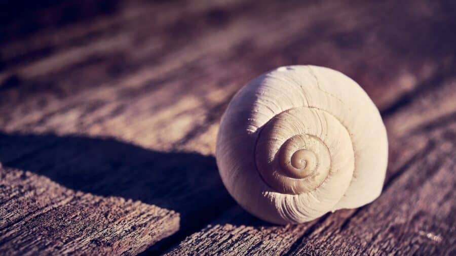 Schnecke Komfortzone