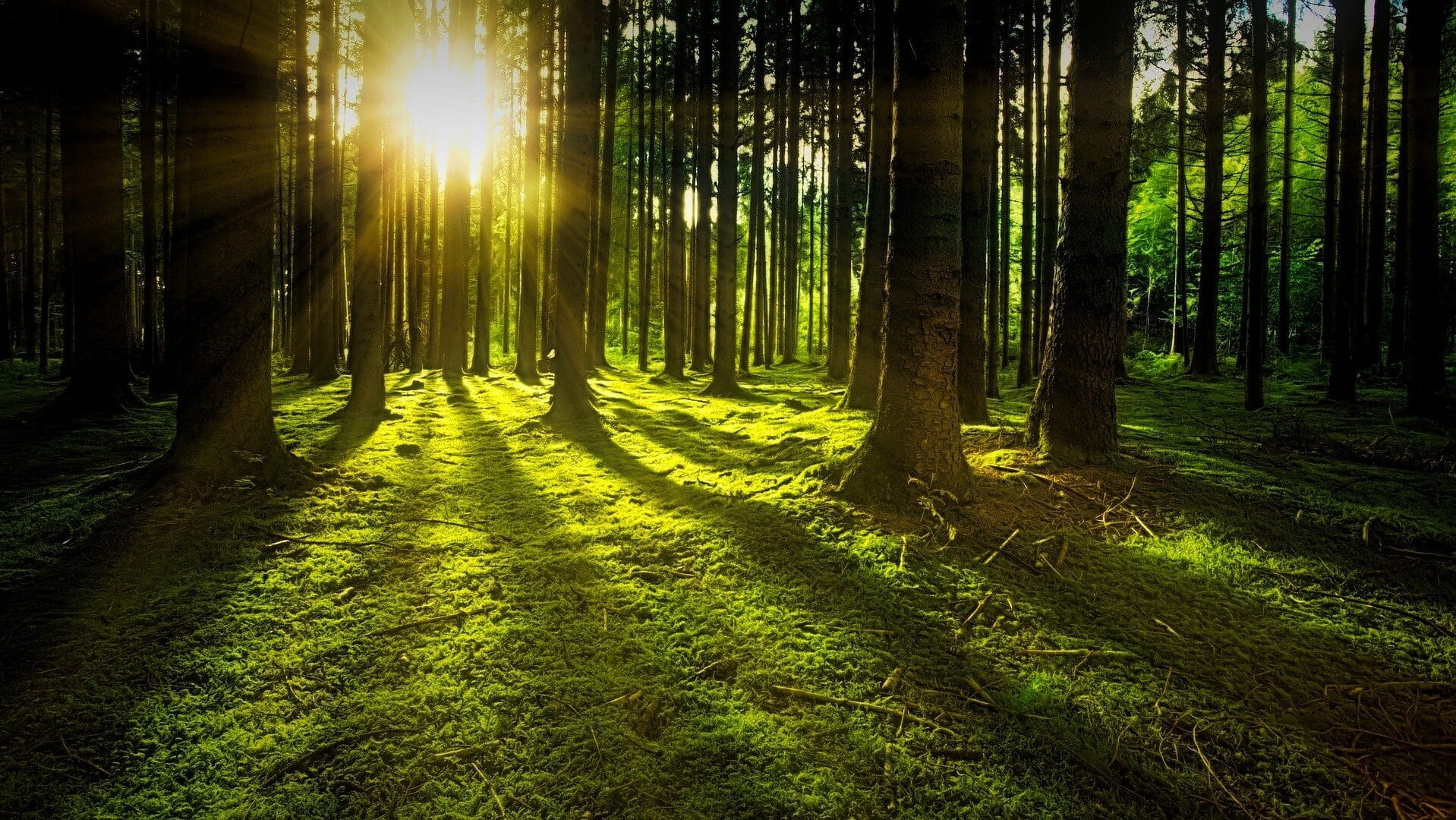 Vedanta - Glück liegt nicht in den Dingen - Wald