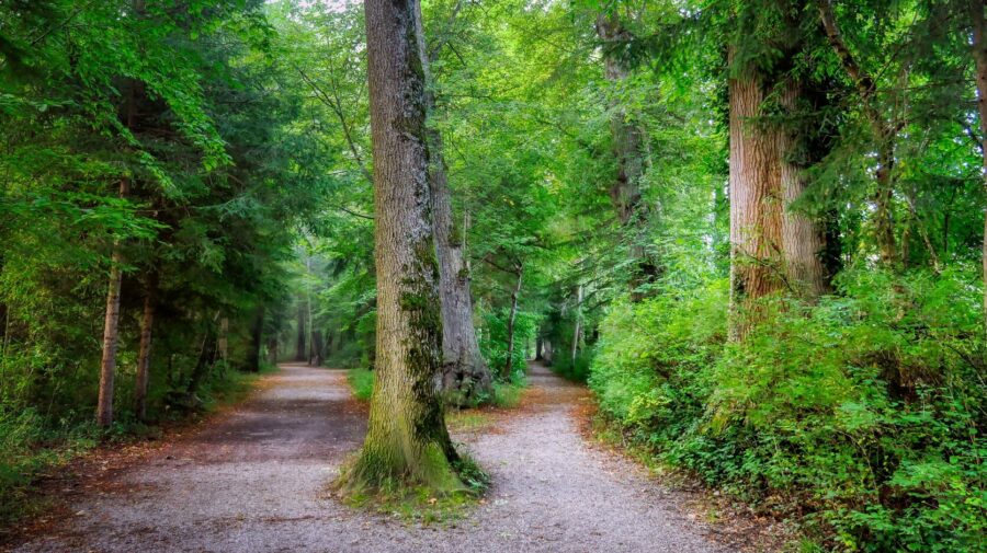 Aktivismus - Für welchen Weg entscheidest du dich?
