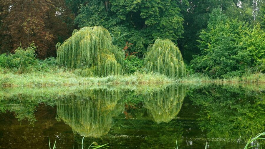 Weide Baumhoroskop