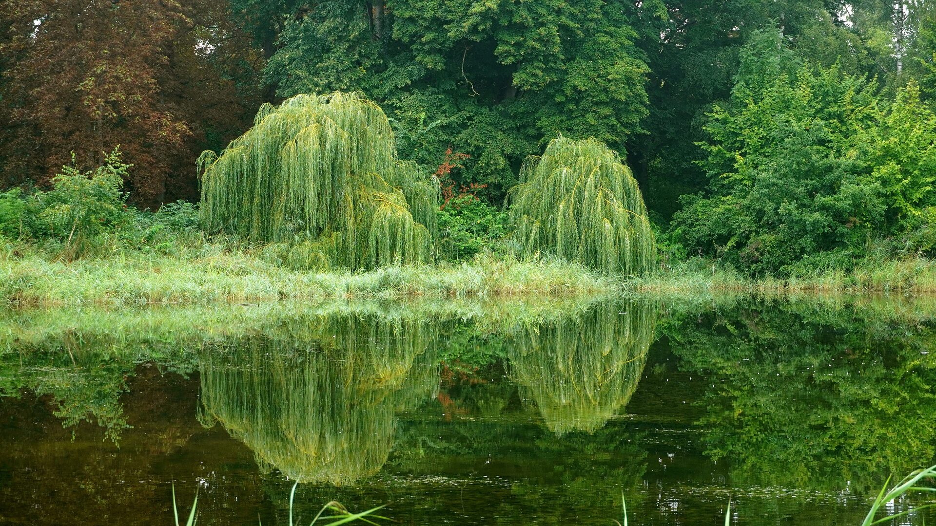 Weide Baumhoroskop