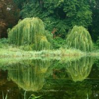 Weide Baumhoroskop