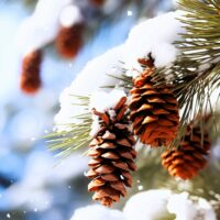 Weihnachten Tannenbaum