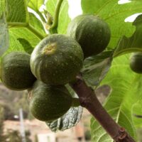 Baumhoroskop Feigenbaum