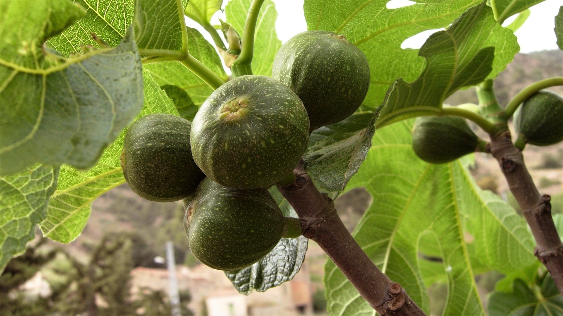 Baumhoroskop Feigenbaum