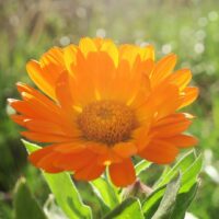 Orangefarbige Blüte im Frühling