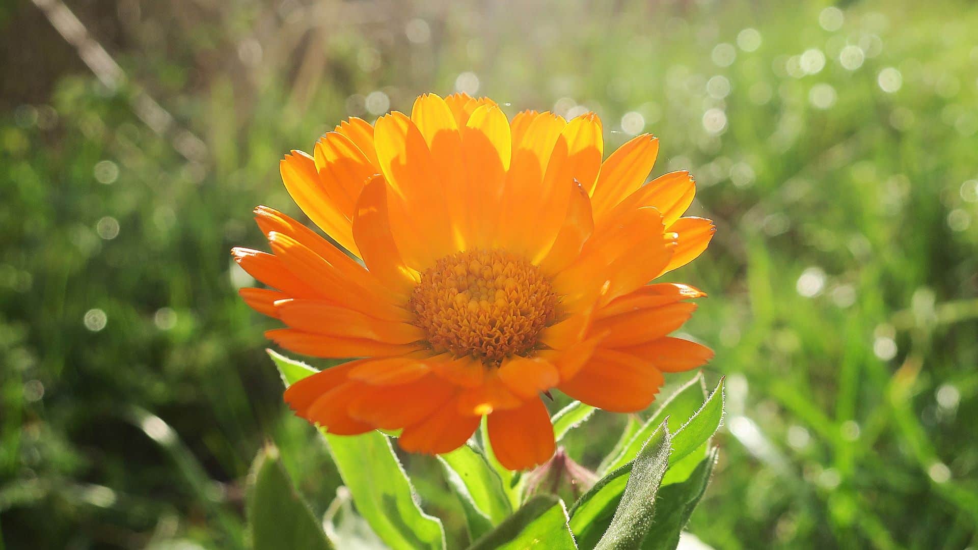 Orangefarbige Blüte im Frühling