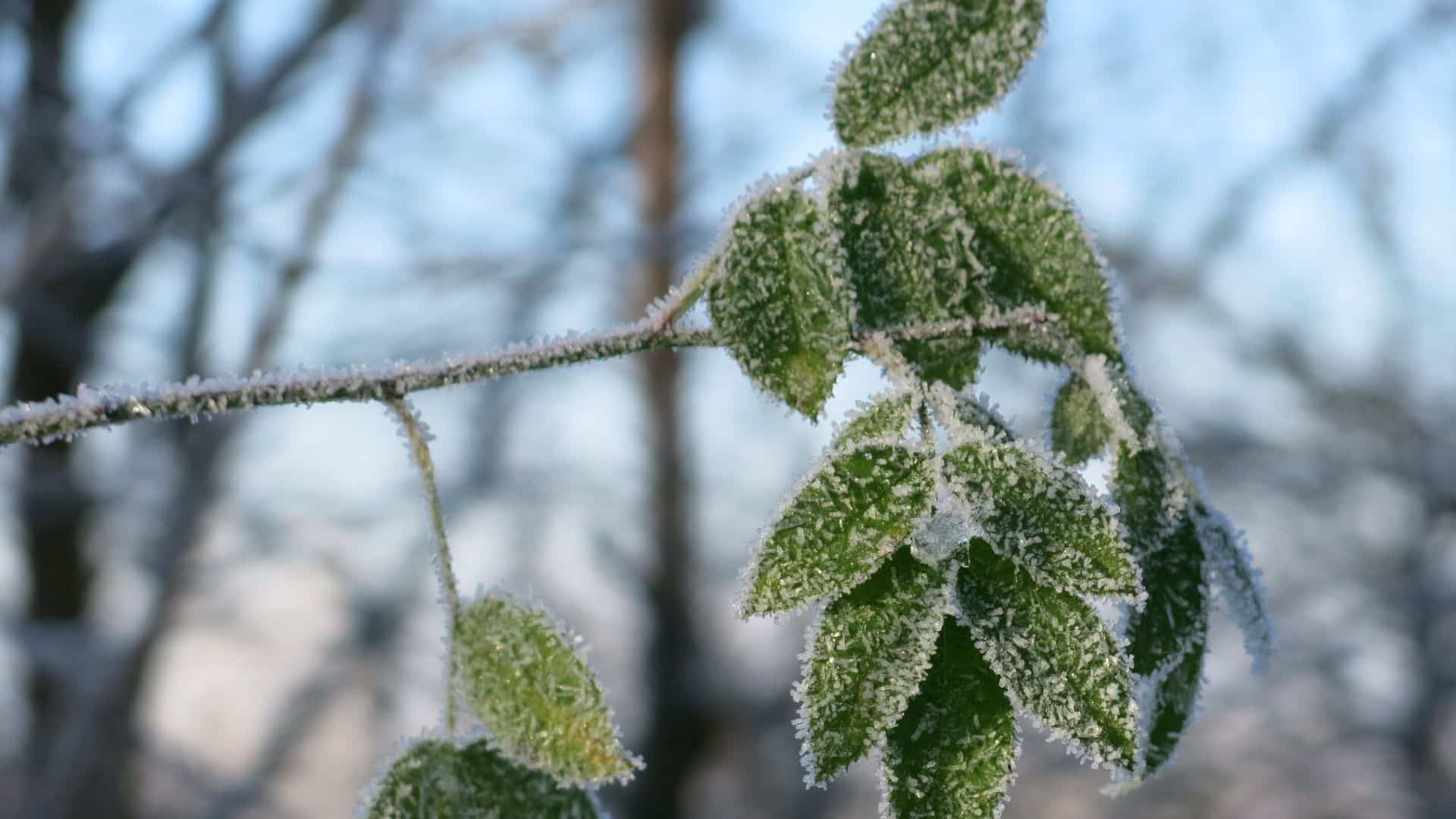 Winter