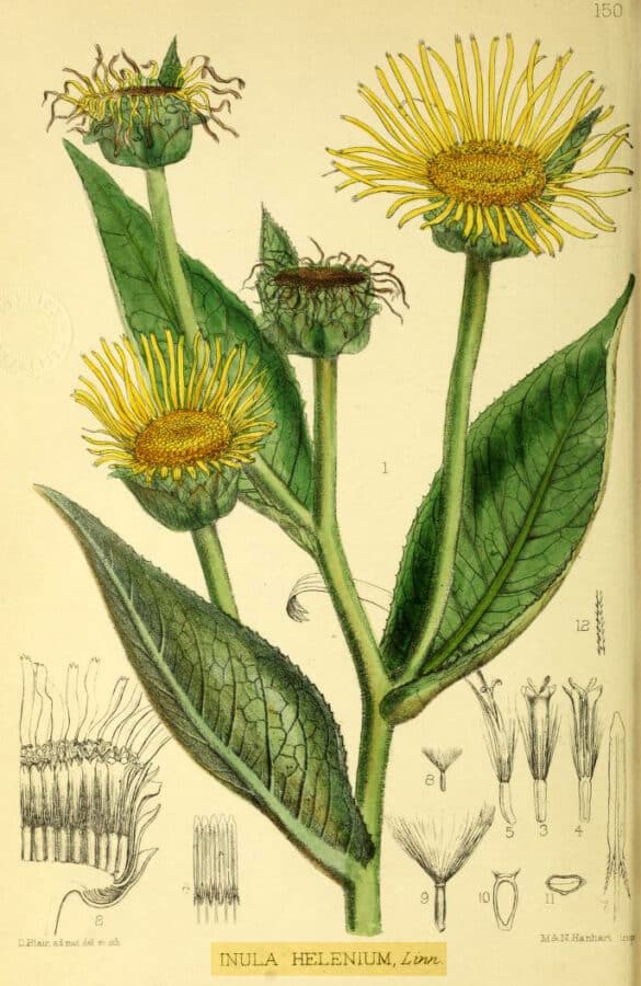 Köhlers Medizinalpflanzen., Public domain, via Wikimedia Commons