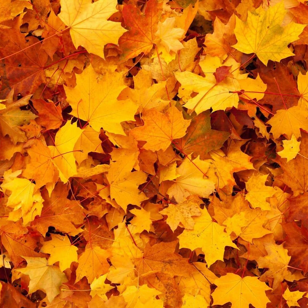 Ayurveda Jahreszeiten-Routine Herbst