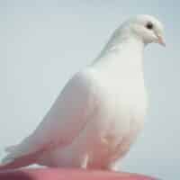Weiße Taube für den Weltfriedenstag