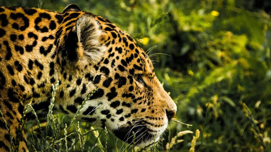 Himmelsrichtung Westen - Der Jaguar als das Tier des Westens
