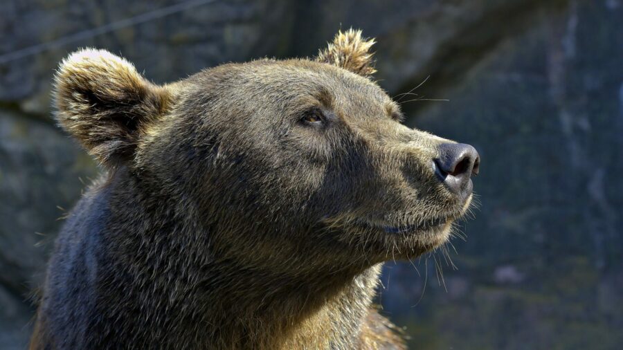 Das Krafttier Bär steht für Pragmatismus und Selbstliebe