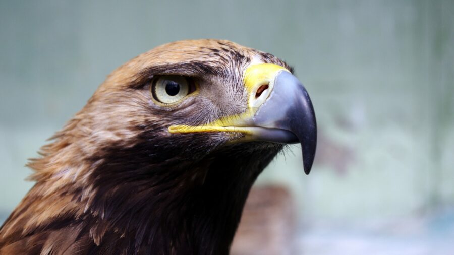 Das Krafttier Adler steht für Freiheit und Überblick