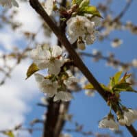 Blühende Apfelbäume im Frühling (Silvaticum Bad Meinberg)