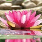 ayurveda lotus